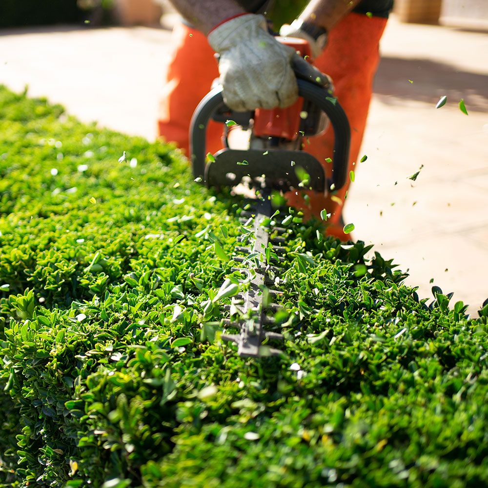 Heckenschnitt von einem Profi